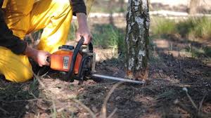 Reliable Wilton, CA Tree Care Solutions