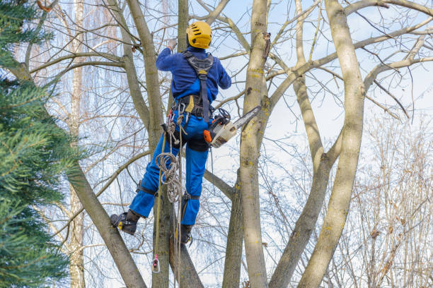 How Our Tree Care Process Works  in  Wilton, CA