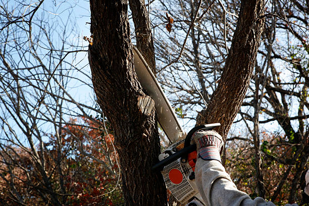 Best Weed Control  in Wilton, CA